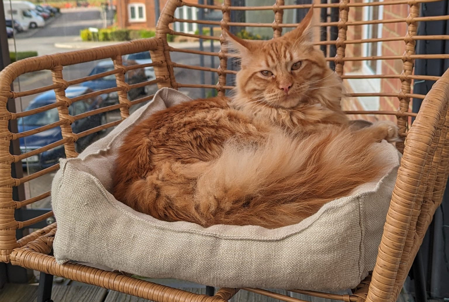 Orange cat lounging on a cushioned wicker chair on a balcony on a 100% hemp natural hemp pet bed