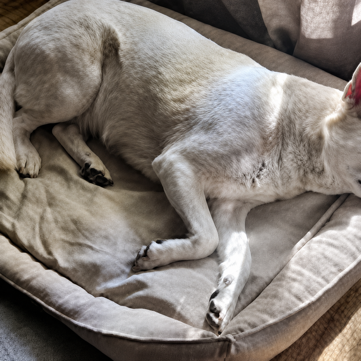 Dog lying on a pet bed cushioned bed in a cosy indoor setting