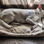 Dog lying on a pet bed cushion in a cosy room with curtains