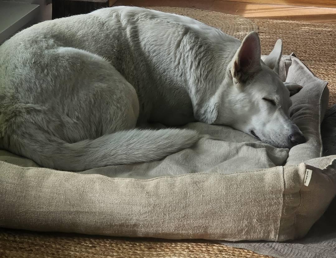 Large White German Shepherd resting on a hypoallergenic dog bed