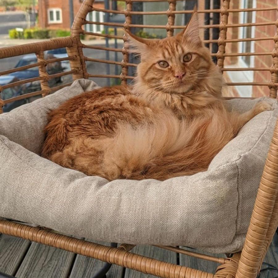 Large Maine Coon cat curled up on a small natural hemp and wool pet bed