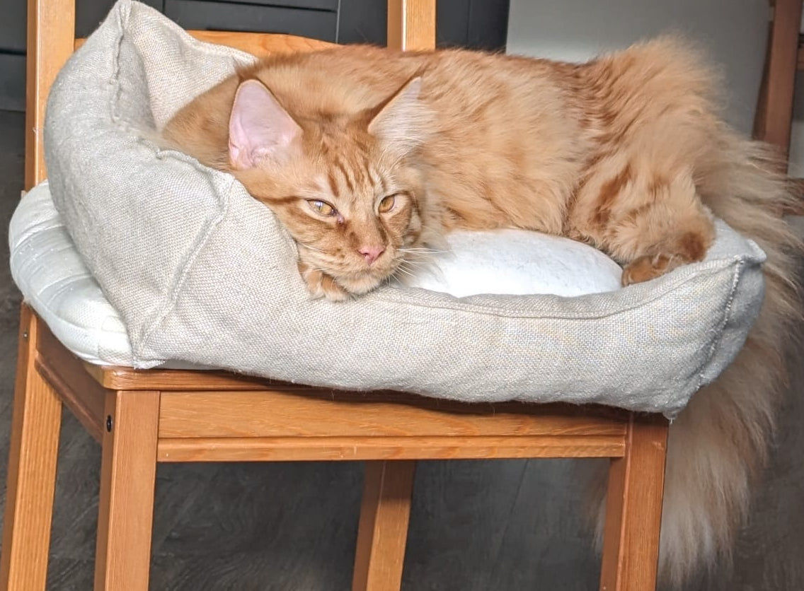 Large Maine Coon cat relaxing on a small hemp and wool cat bed