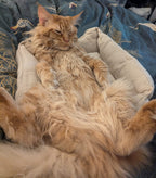 Natural Hemp & Wool Hypoallergenic Cat Bed