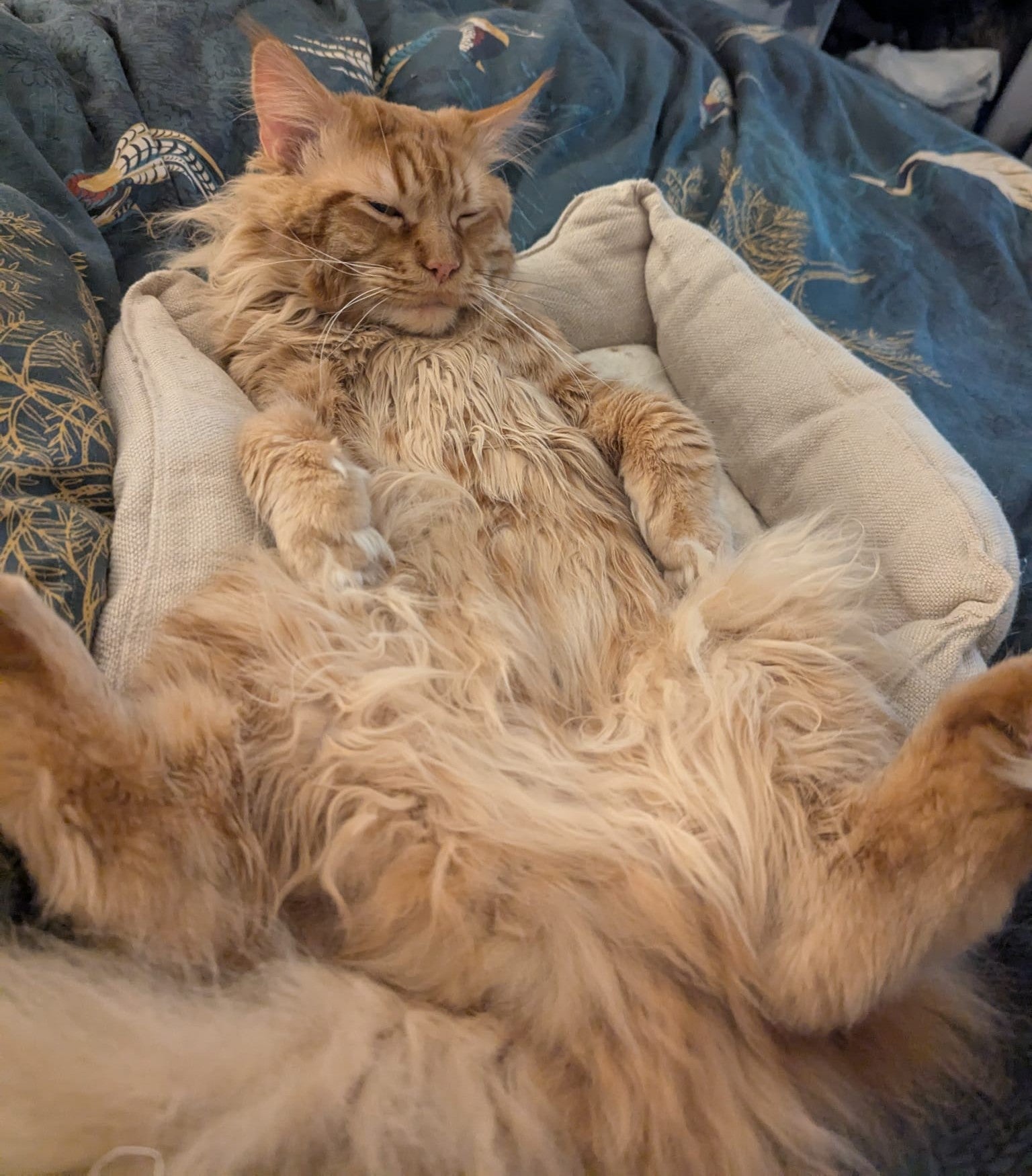 Natural Hemp & Wool Hypoallergenic Cat Bed