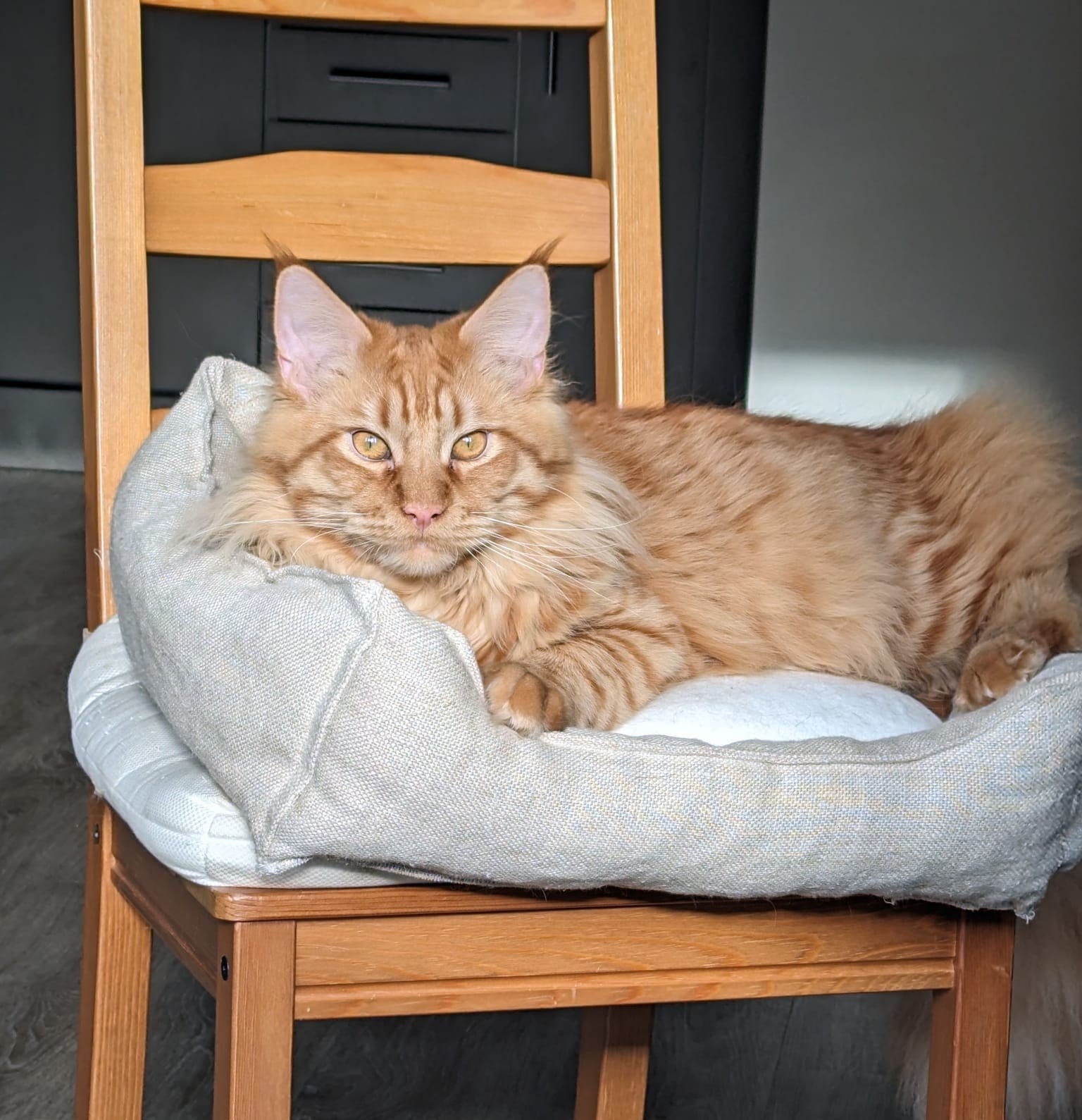 Natural Hemp & Wool Hypoallergenic Cat Bed